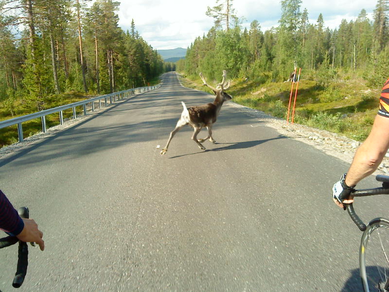 Reindeer 2009, Photo: Kalle Abrahamsson